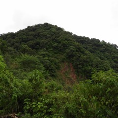 dusk chorus in Yungas cloud forest