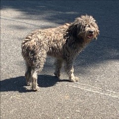 VAI FICA DE 4TAO DJ FUMO DO SÃO PEDRO (FEAT. MC PEDRINHO DO ENGENHA)