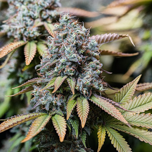 4/20 2023 Mix