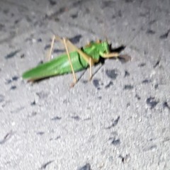 Bt0nM1cHa vS CeRiTuS - der VerschobeneElfensound