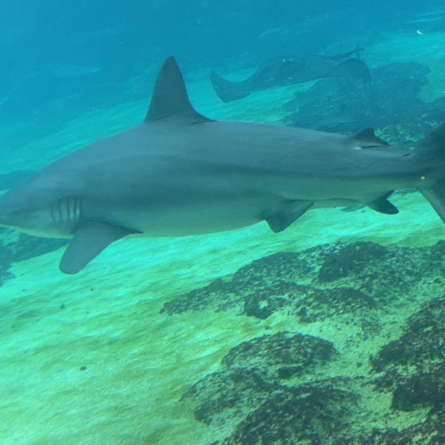 Symphony (Jesse Bloch Bootleg)