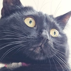broke into the catnip