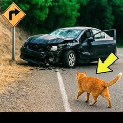 Cats & Car Crashes