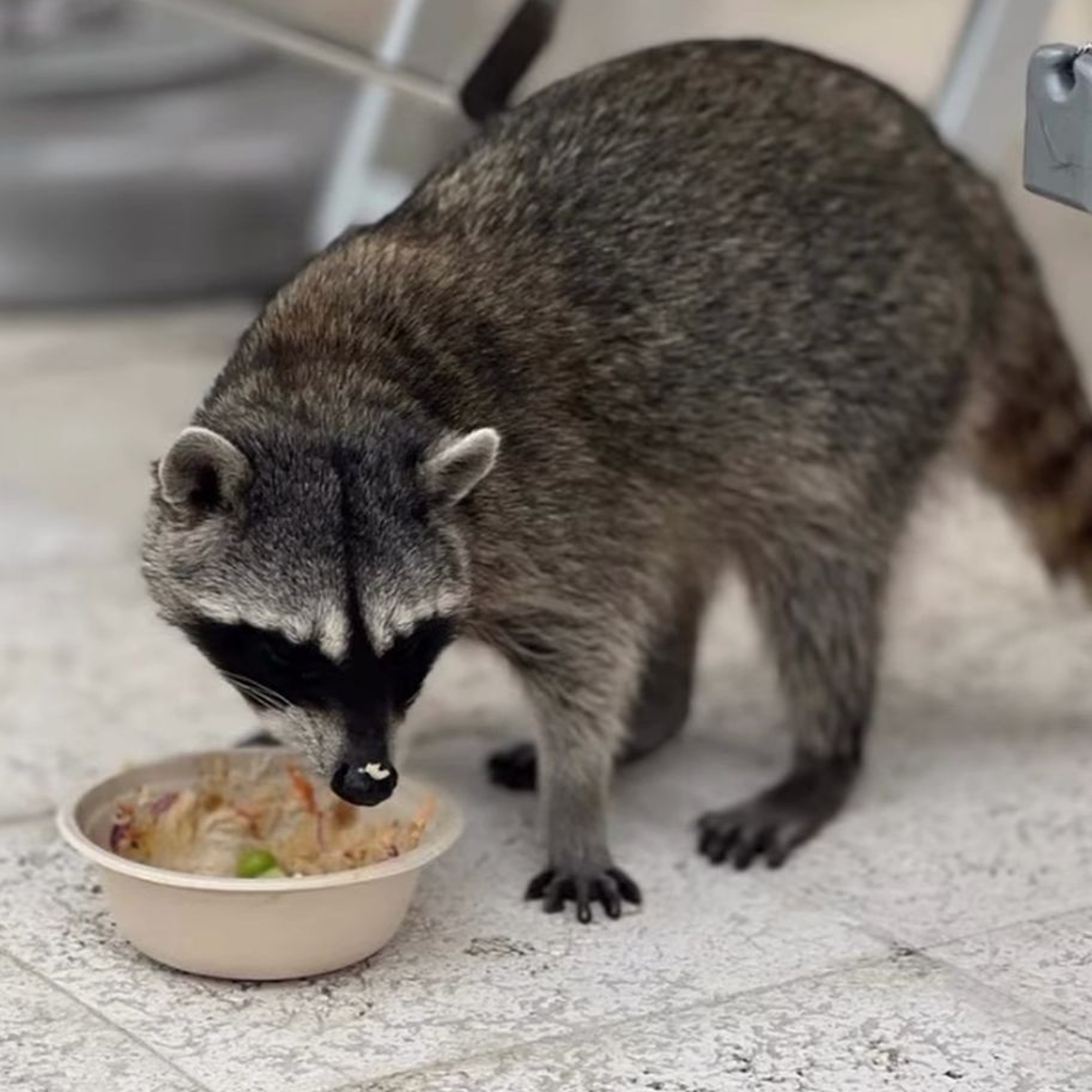 Dorene Discovers - Delafield American Legion Post 196 (2/2/26)