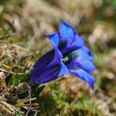 Flower on A Dunghill