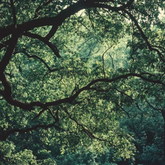 forest migrations (2024) for chamber orchestra
