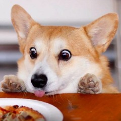 Doogydogy remix / GNTK (Free DL)