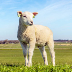 maryhadalittlelamb