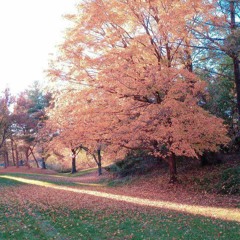 Aut0-Panic Calma Matic