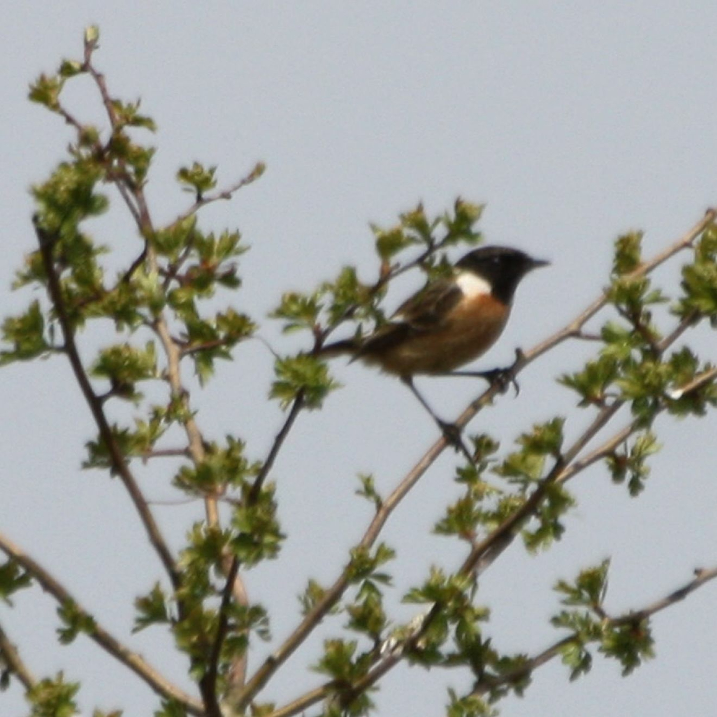 2020 STRAIGHT FROM THE FIELDS 3 - SPECIES OF HABIT - PASSAGE STONECHATS episode artwork