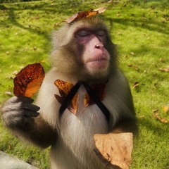 We not real (Feat. V™)