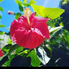 LONELY - TUNGARU MOA CREW.mp3