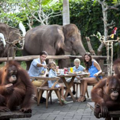 Review Special Price Breakfast With The Orangutans At Bali Zoo
