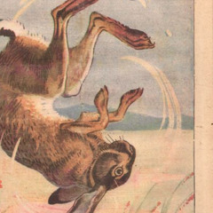 that's not a rabbit