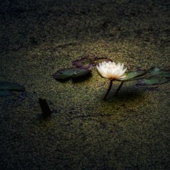 Freehand [2020.09.04] flos palus