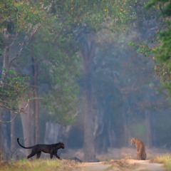 Something Bout You (Prod. KamComeOverXO)