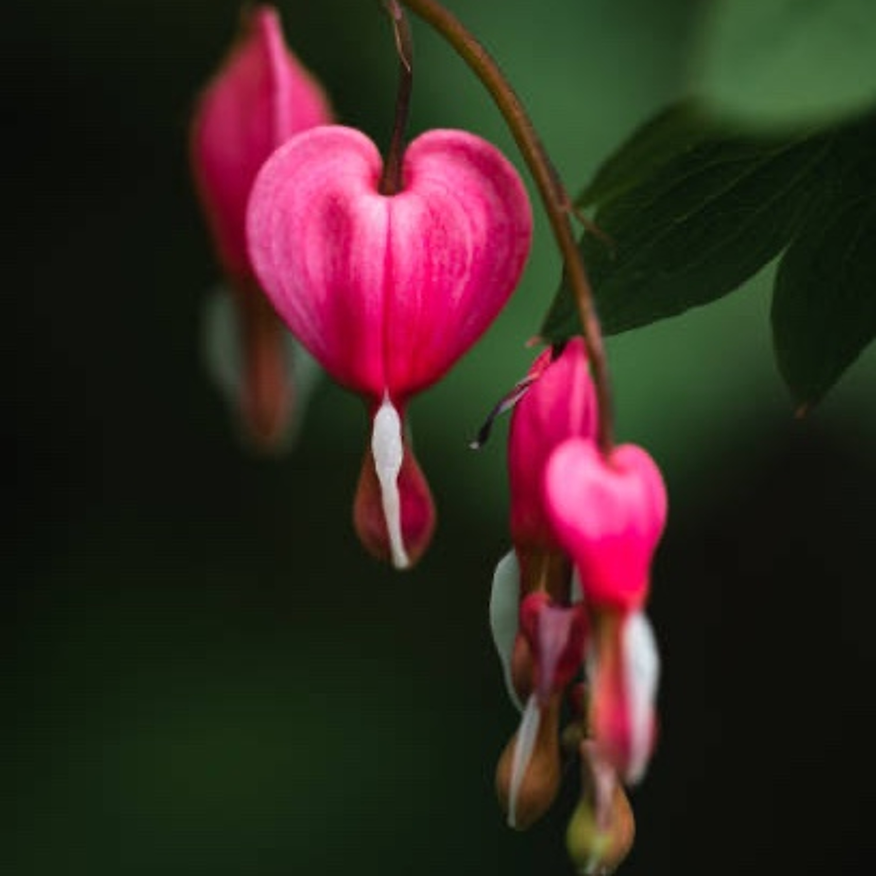 Bleeding Hearts episode artwork
