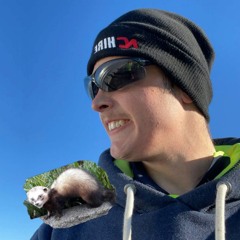 Ferrets (clip)