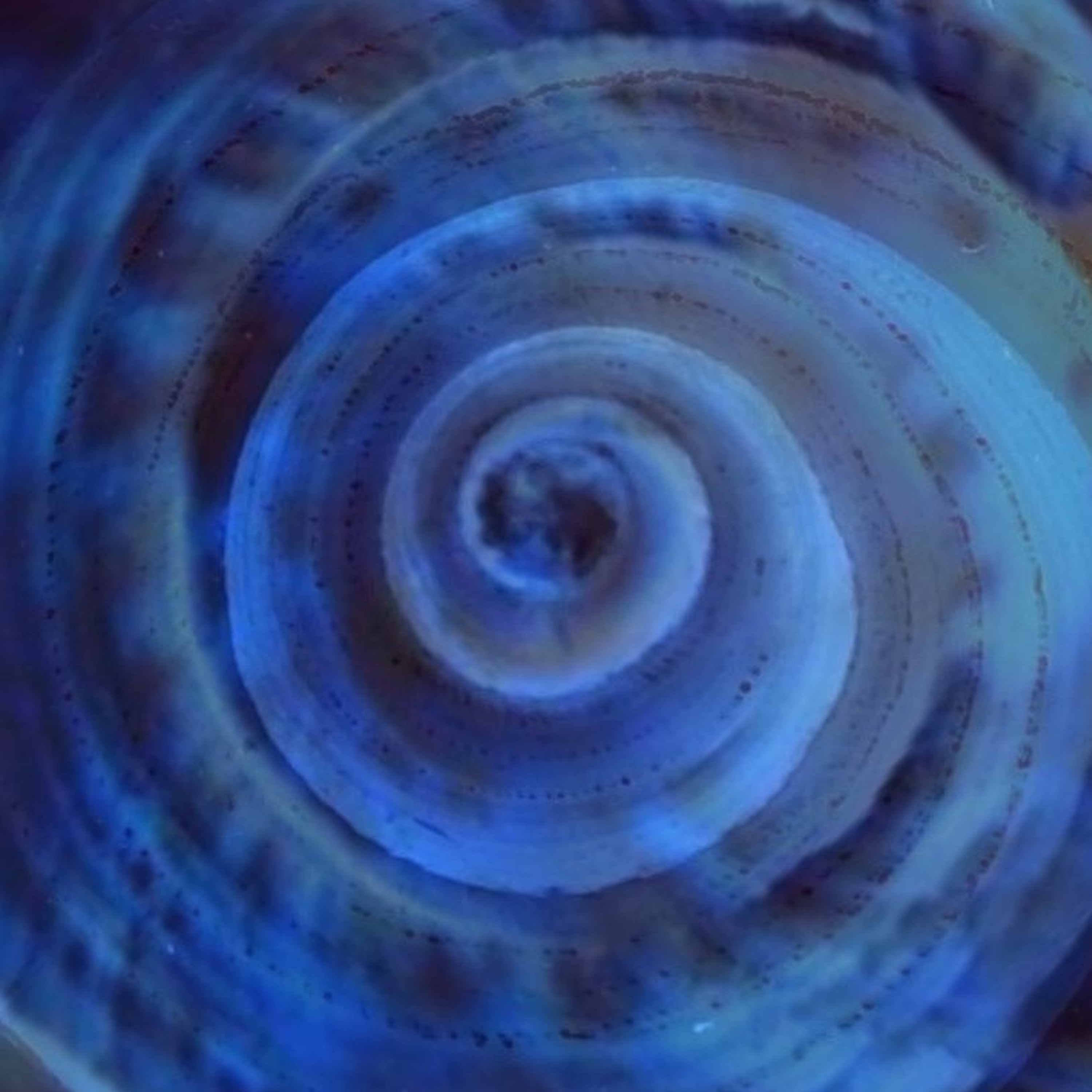 Sound Scattering Layer episode artwork