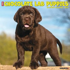 ✔️ [PDF] Download Just Chocolate Lab Puppies 2023 Wall Calendar by  Willow Creek Press