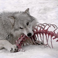 #lazyy // ✩ cwta + kita