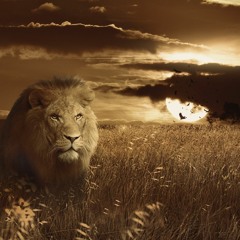 Rhythm Of The Wild