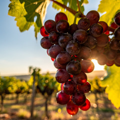 When the grapes are ripe