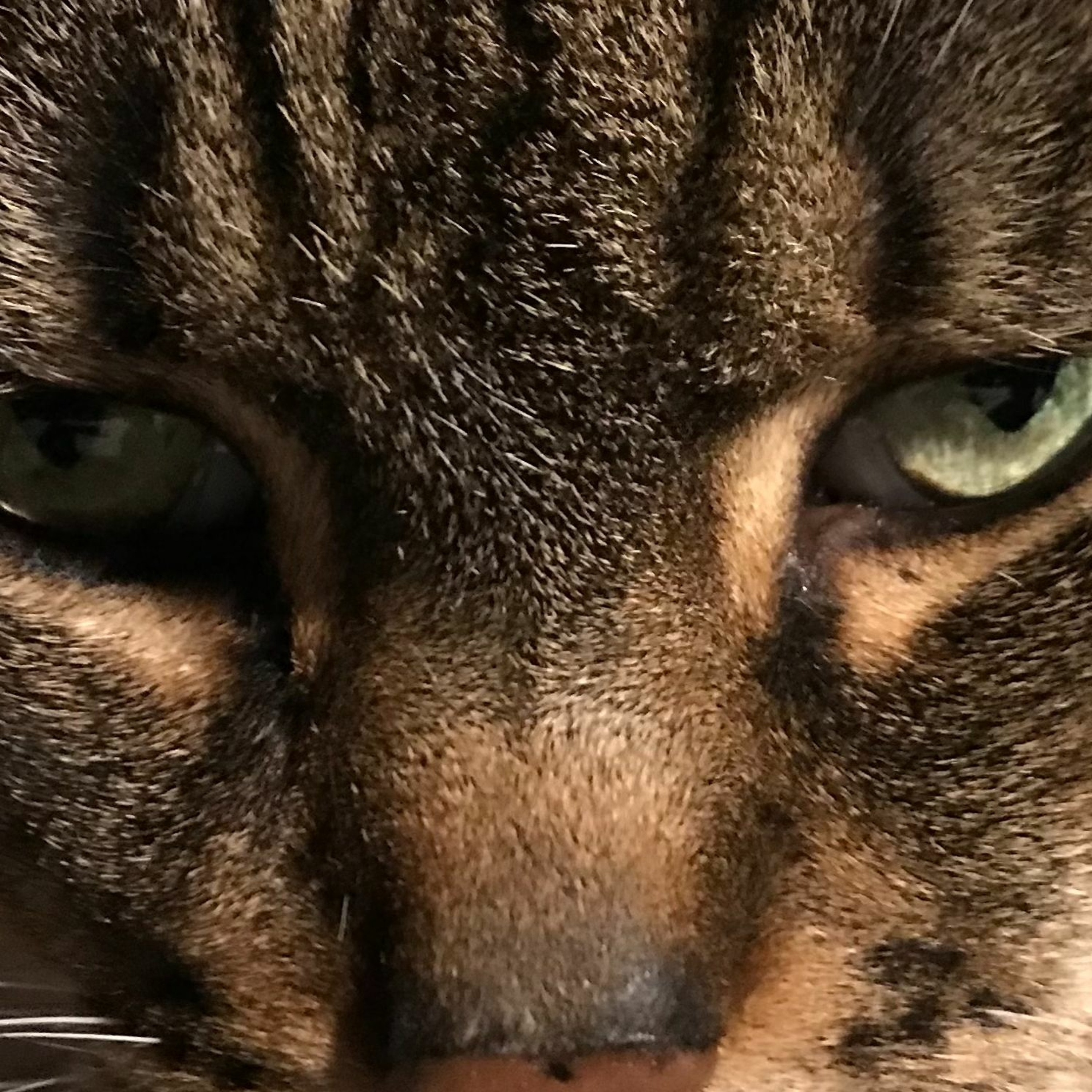 Le podCat