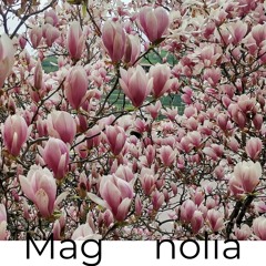 Mag  nolia