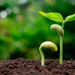 OGDB Houselak Vol 4 Tái Sinh -Mưa Cuối 2025