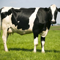 The Cows are Coming