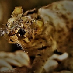 Chat Tacheté Rouillé