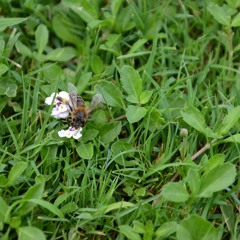 Bourdon un peu sauvage