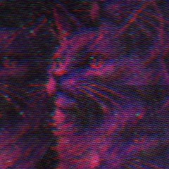 Meow Song (no no no song)