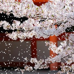 Sakura 桜の花