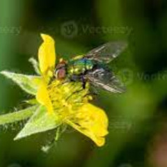 mosquitinhos w/ vidagamer (prod. veiiga)