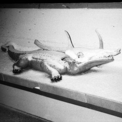 Fuchs & Geislein - unknown creatures