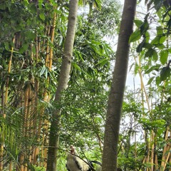 Newer Gospel collection