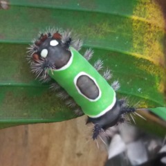 Wormaneasy 160 Jungle Mix