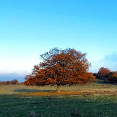 Branches