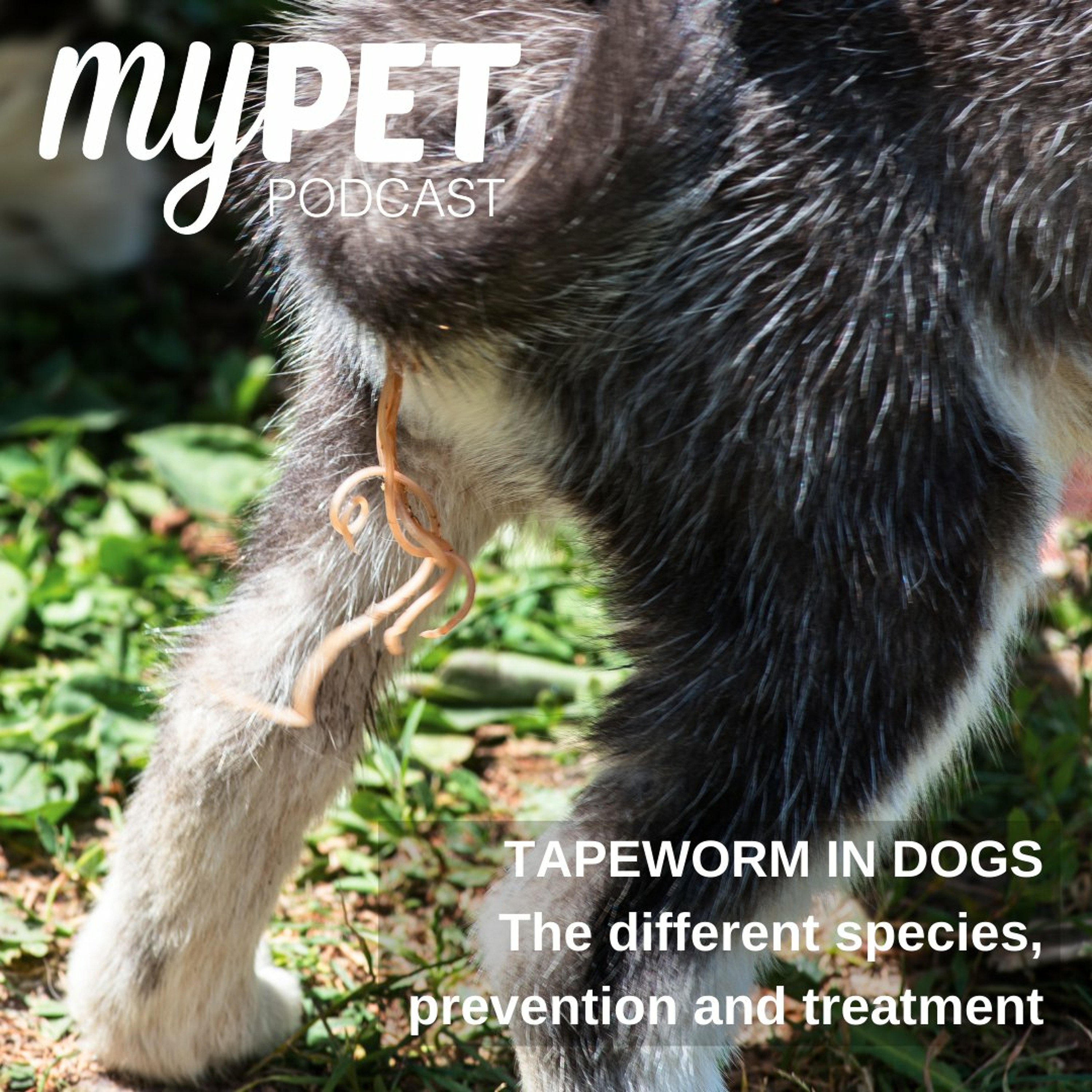 Tapeworm in Dogs; the different species, prevention and treatment episode artwork