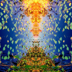 light seeds