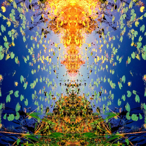 light seeds
