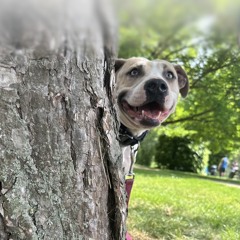 Tesla, chien électrique