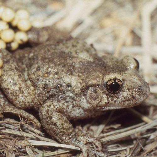 Common Midwife Toads - Lorraine, France