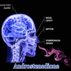 - ANDROSTENEDIONE - [ Pheromones Effect ] (Increased Testosterone, Anabolic Effect)