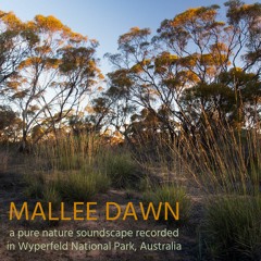 Album: Mallee Dawn - Recorded in Wyperfeld National Park, Victoria, Australia