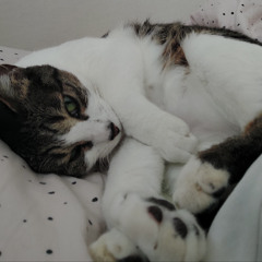 행복한 꿈꾸는 고양이 Whiskers in a Happy Dream