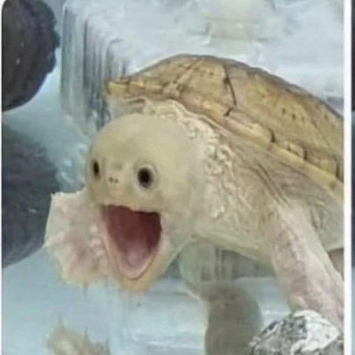 REHAZENTRUM vs. SKR8