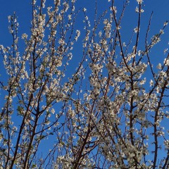 Jardín en invierno